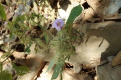 Strobilanthes integrifolia